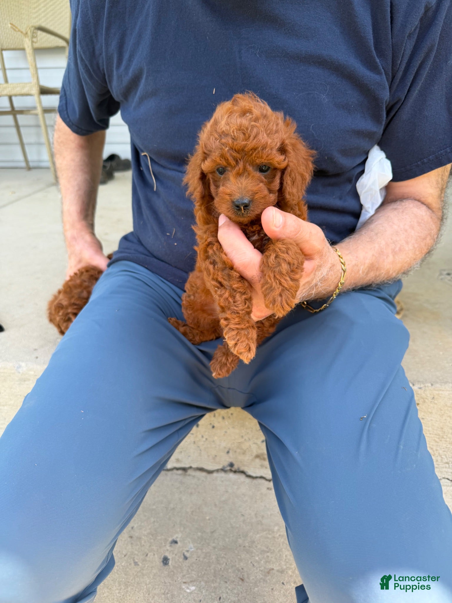 Toy Poodle dogs Red toy poodle will be 8 weeks  - Ad 8