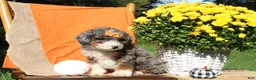 Mini Bernedoodle dogs for sale: Pumpkin - Ad 4
