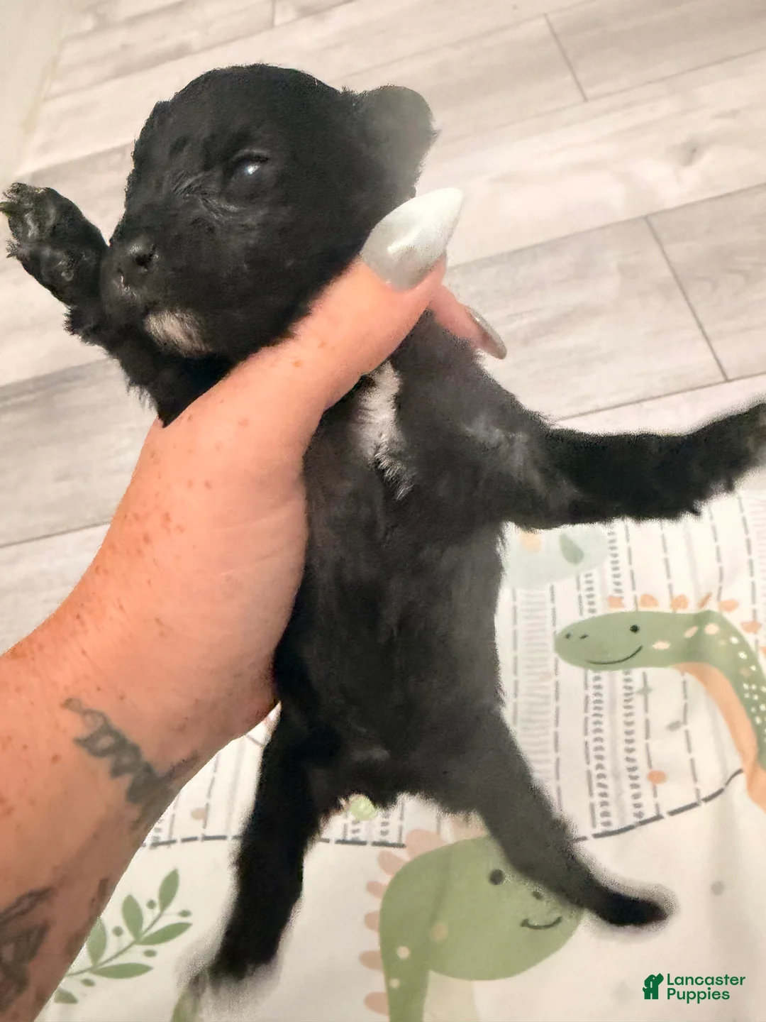 Yorkiepoo dogs for sale: Yorkiepoo 2 - Ad 2
