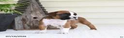 Boxer dogs for sale: Pluto - Ad 5