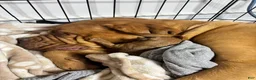 Dogue De Bordeaux dogs for sale: Dogue De Bordeaux Puppy 5 - Ad 75