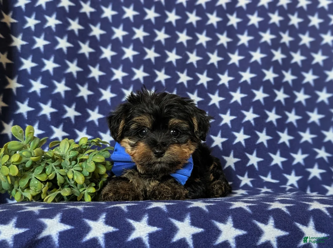 Yorkiepoo dogs for sale: Nelson 7 lbs Full Grown - Ad 6