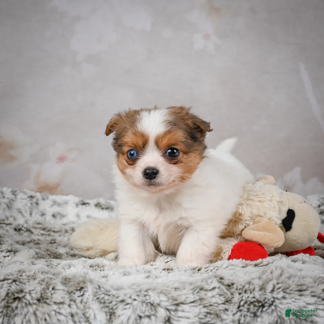 Chihuahua dogs for sale: Hunter - Ad 8