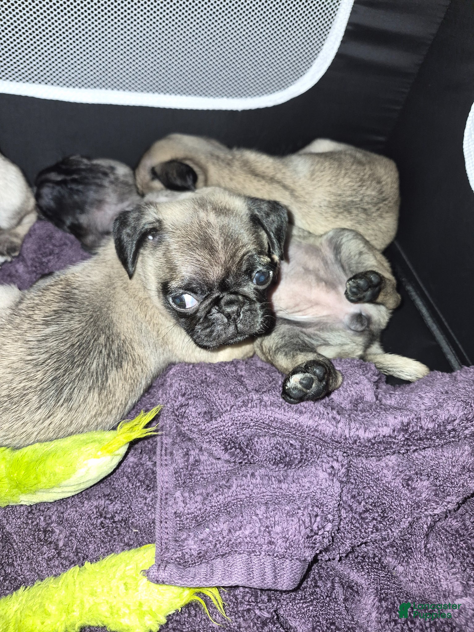 Pug dogs for sale: Pug Puppy 1 - Ad 6