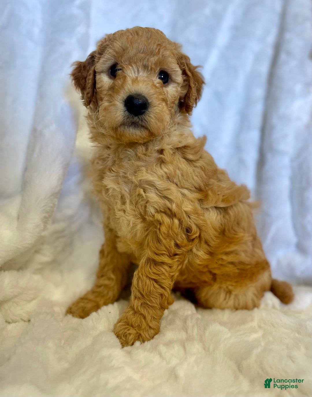 Mini Goldendoodle dogs for sale: Dash - Ad 3