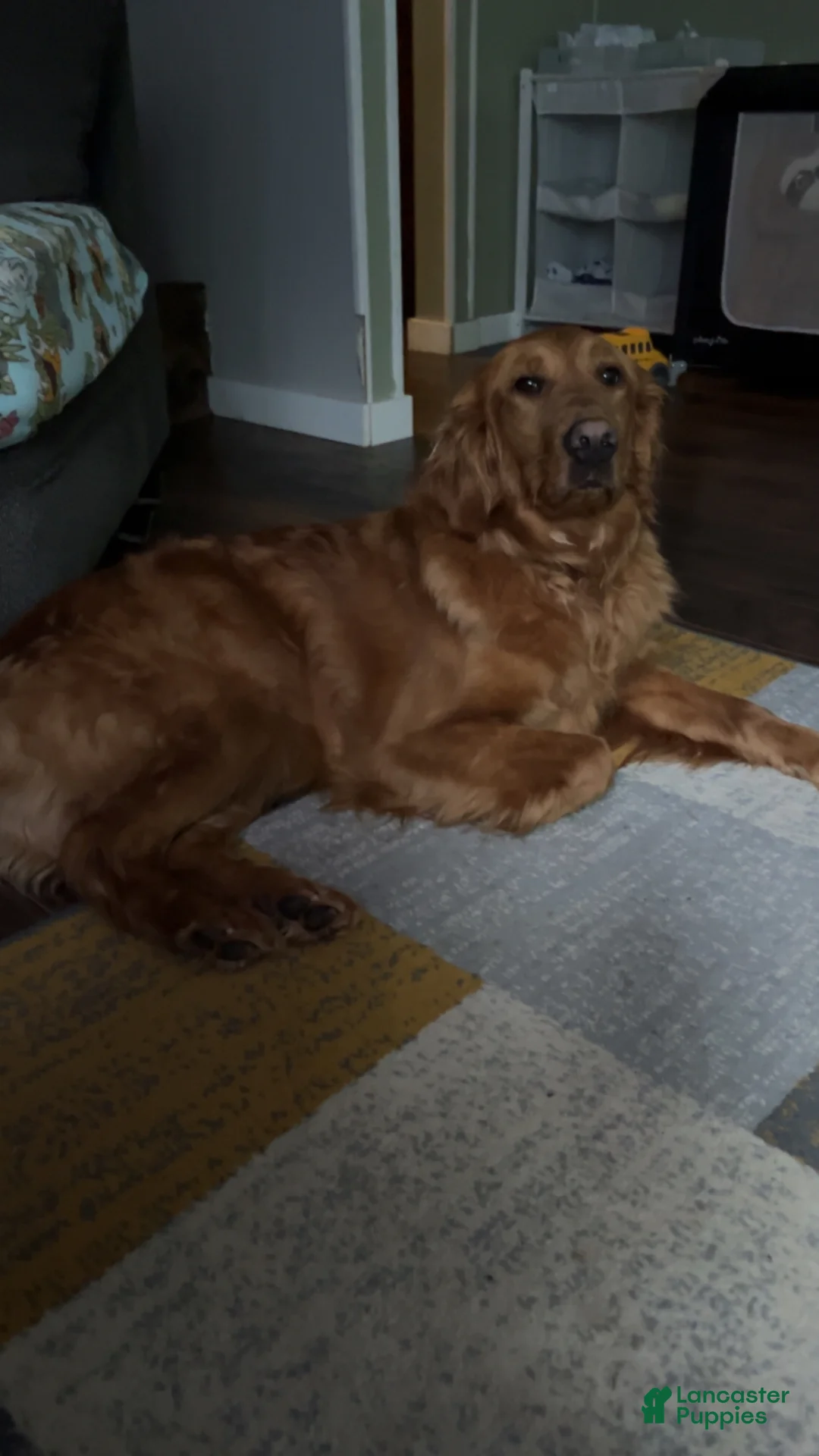 Golden Retriever dogs for stud: Honey - Ad 2