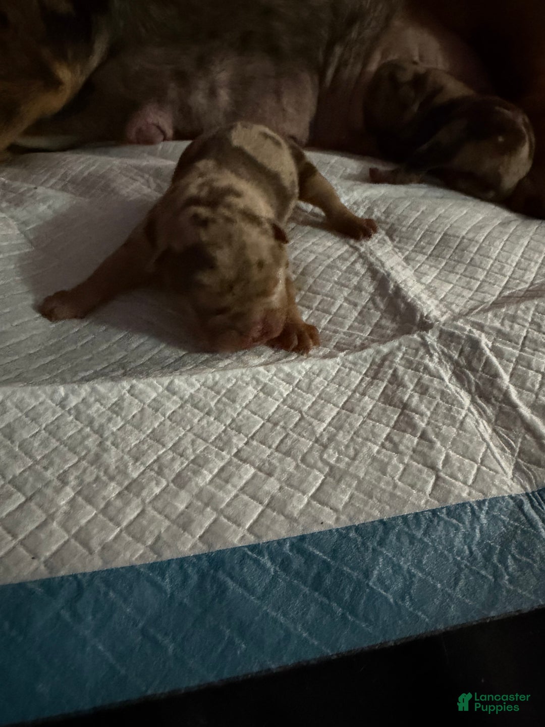 English Bulldog dogs for sale: Blizzard - Ad 2