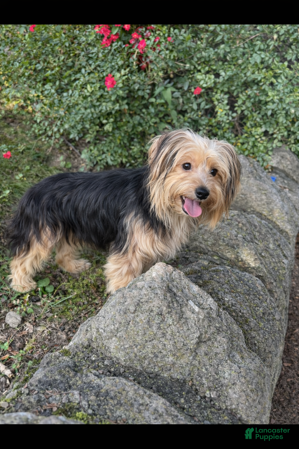 Morkie dogs Luna - Ad 19