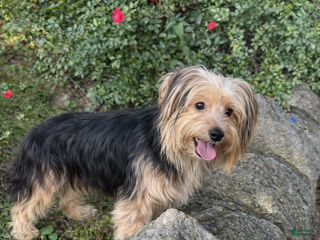 Morkie dogs Luna - Ad 19