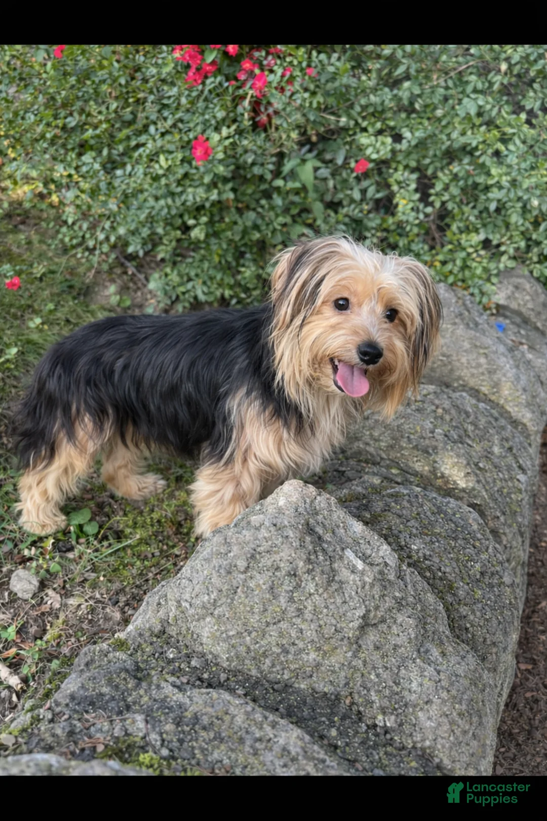 Morkie dogs for sale: Luna - Ad 1