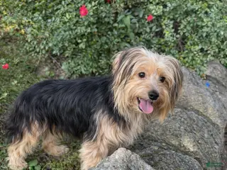 Morkie dogs Luna - Ad 9