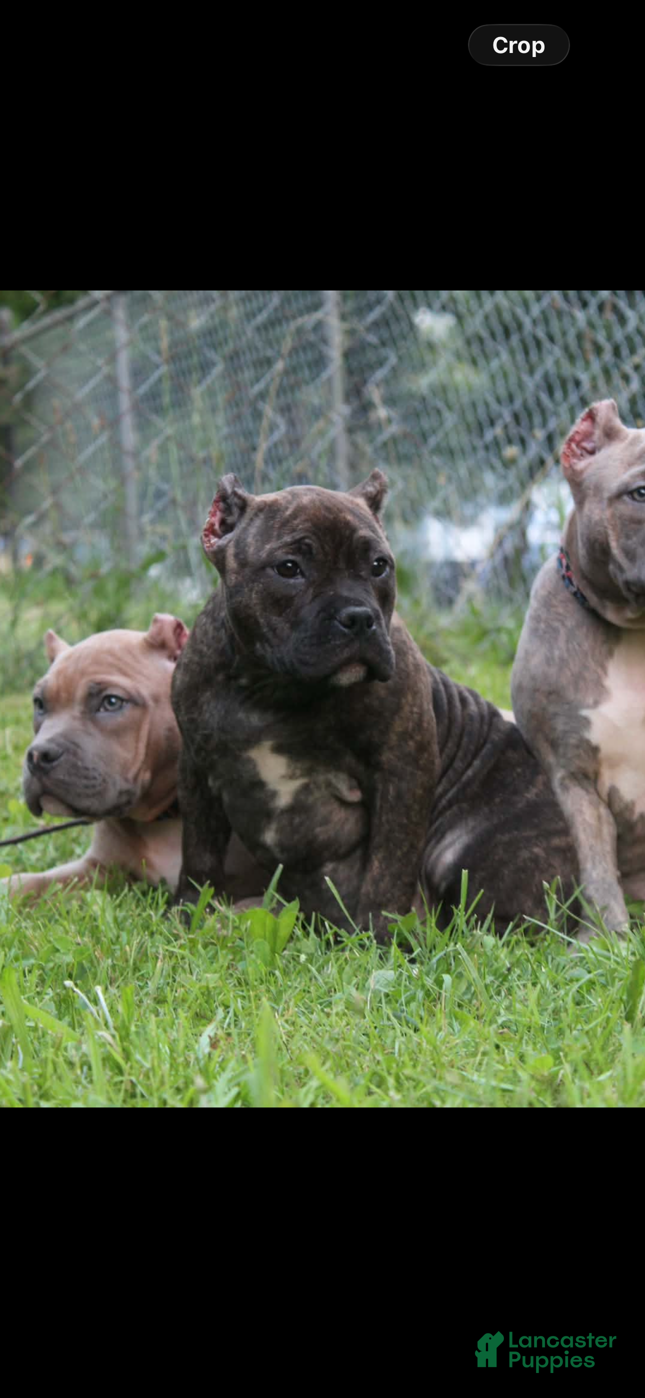 American Bully dogs Pumbaa  - Ad 3