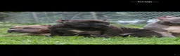 American Bully dogs for sale: Pumbaa  - Ad 1