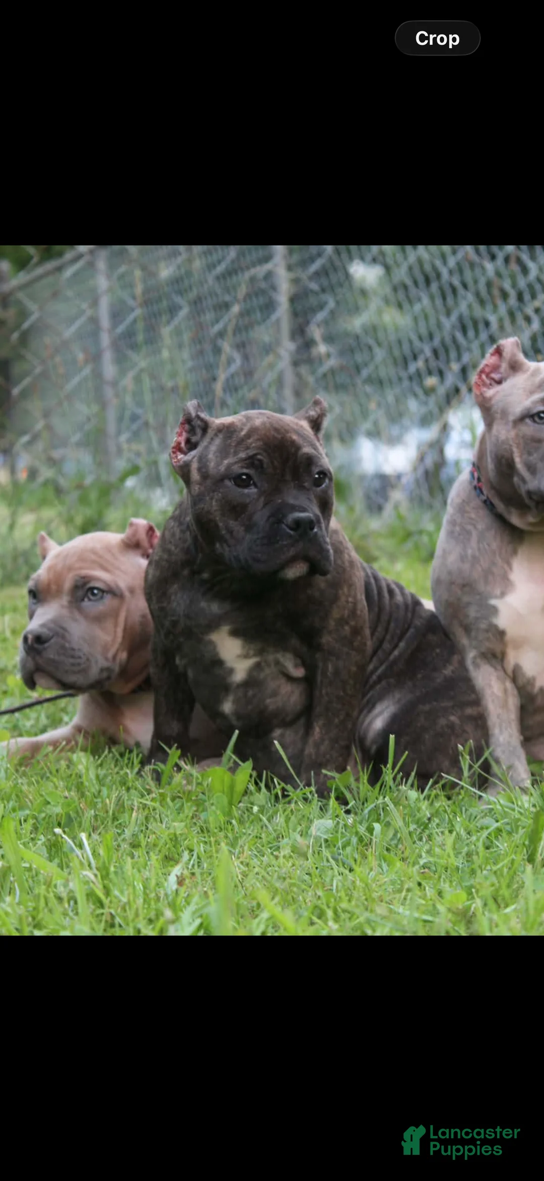 American Bully dogs for sale: Pumbaa  - Ad 1