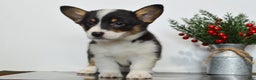 Welsh Corgi Pembroke dogs for sale: Winnie - Ad 3