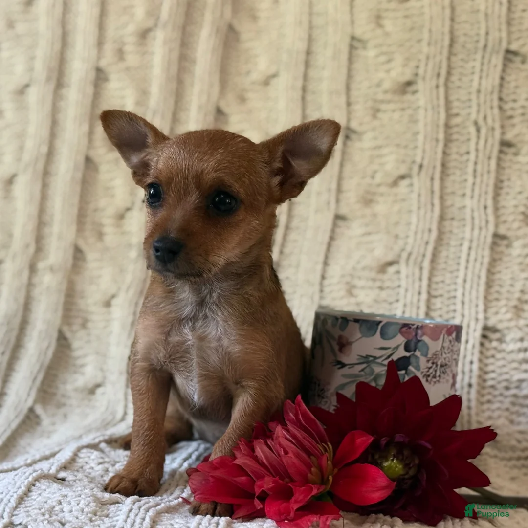 Chorkie dogs for sale: Autumn  - Ad 3