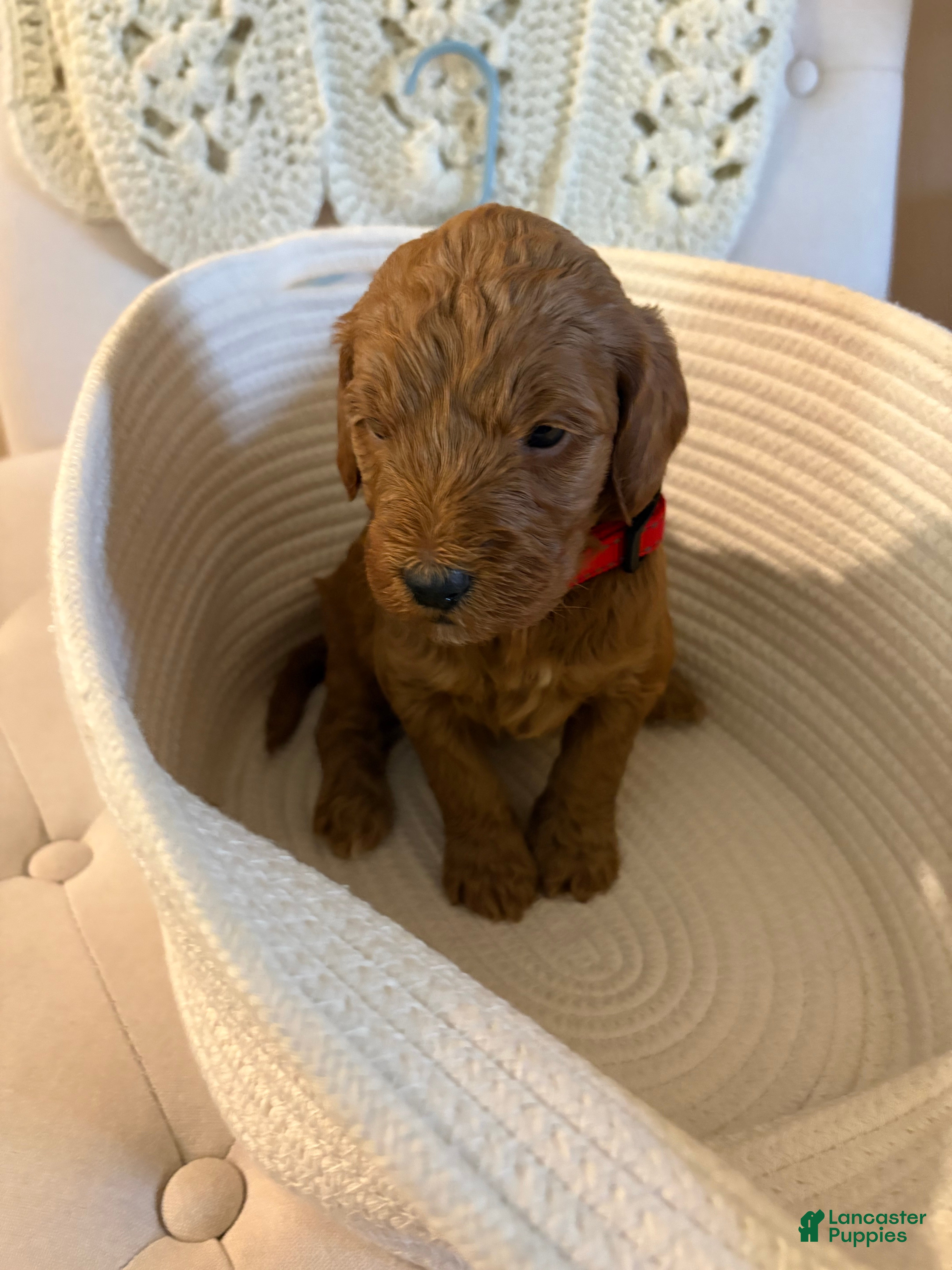 Goldendoodle dogs Goldendoodle red collar - Ad 27