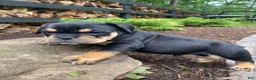 Mixed Breed dogs for sale: Toby - Ad 11