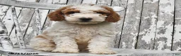 Goldendoodle dogs for sale: Drew - Ad 9