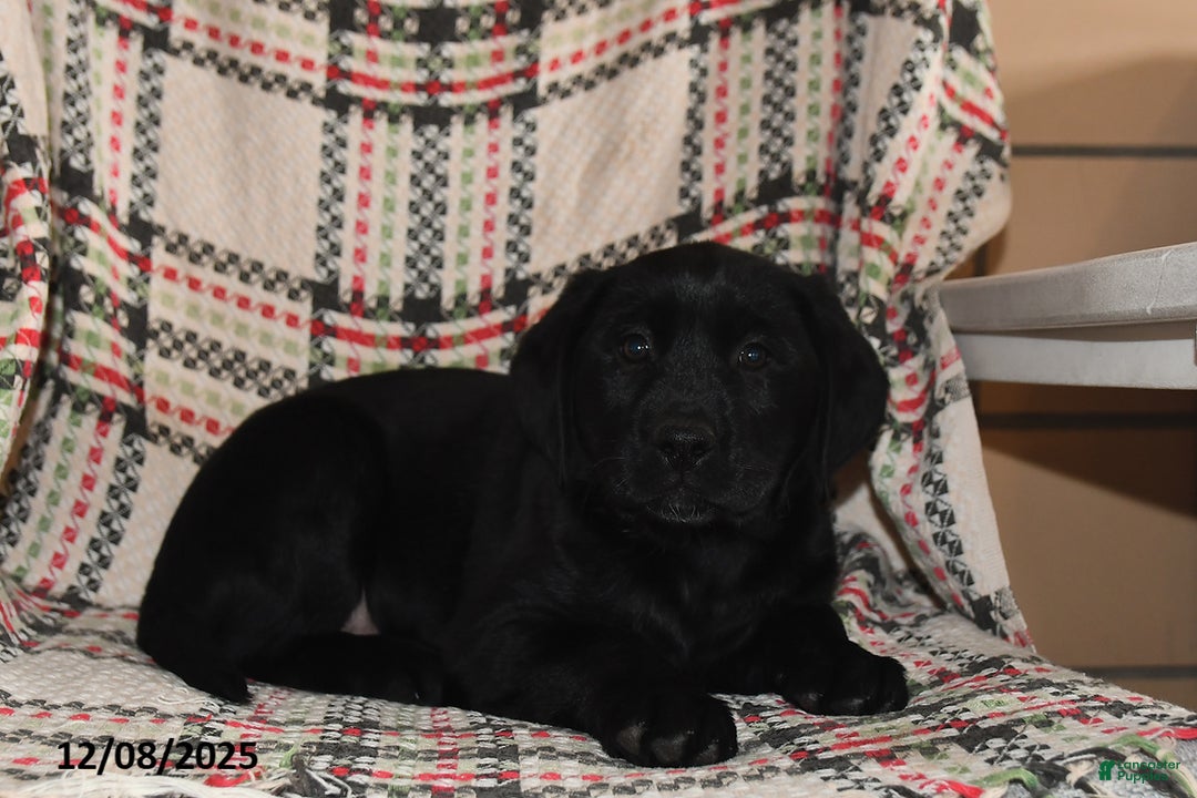 Labrador Retriever dogs for sale: Cocoa  - Ad 3