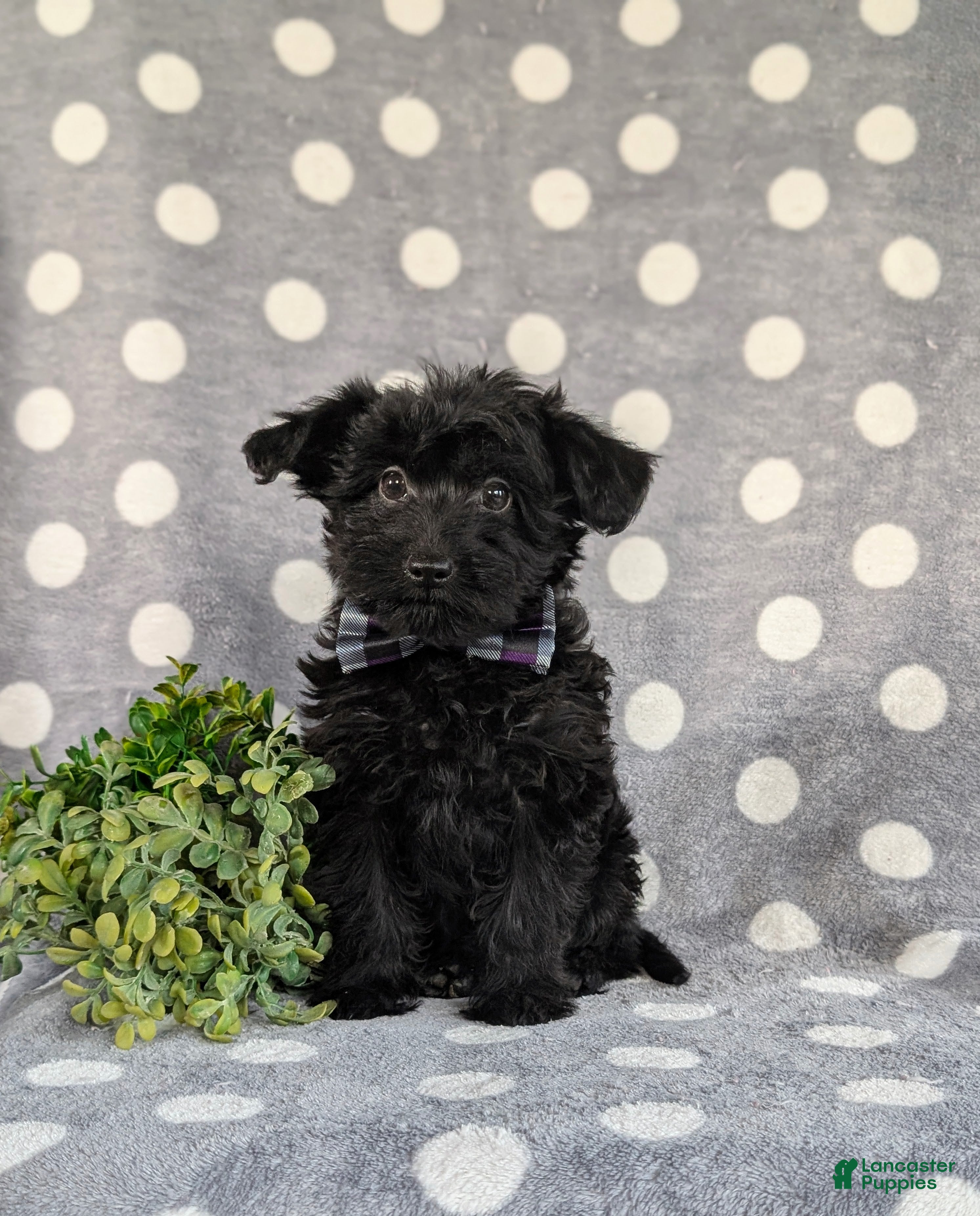Yorkiepoo dogs Hugo 6 lbs Full Grown - Ad 1