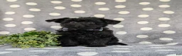 Yorkiepoo dogs for sale: Hugo 6 lbs Full Grown - Ad 1