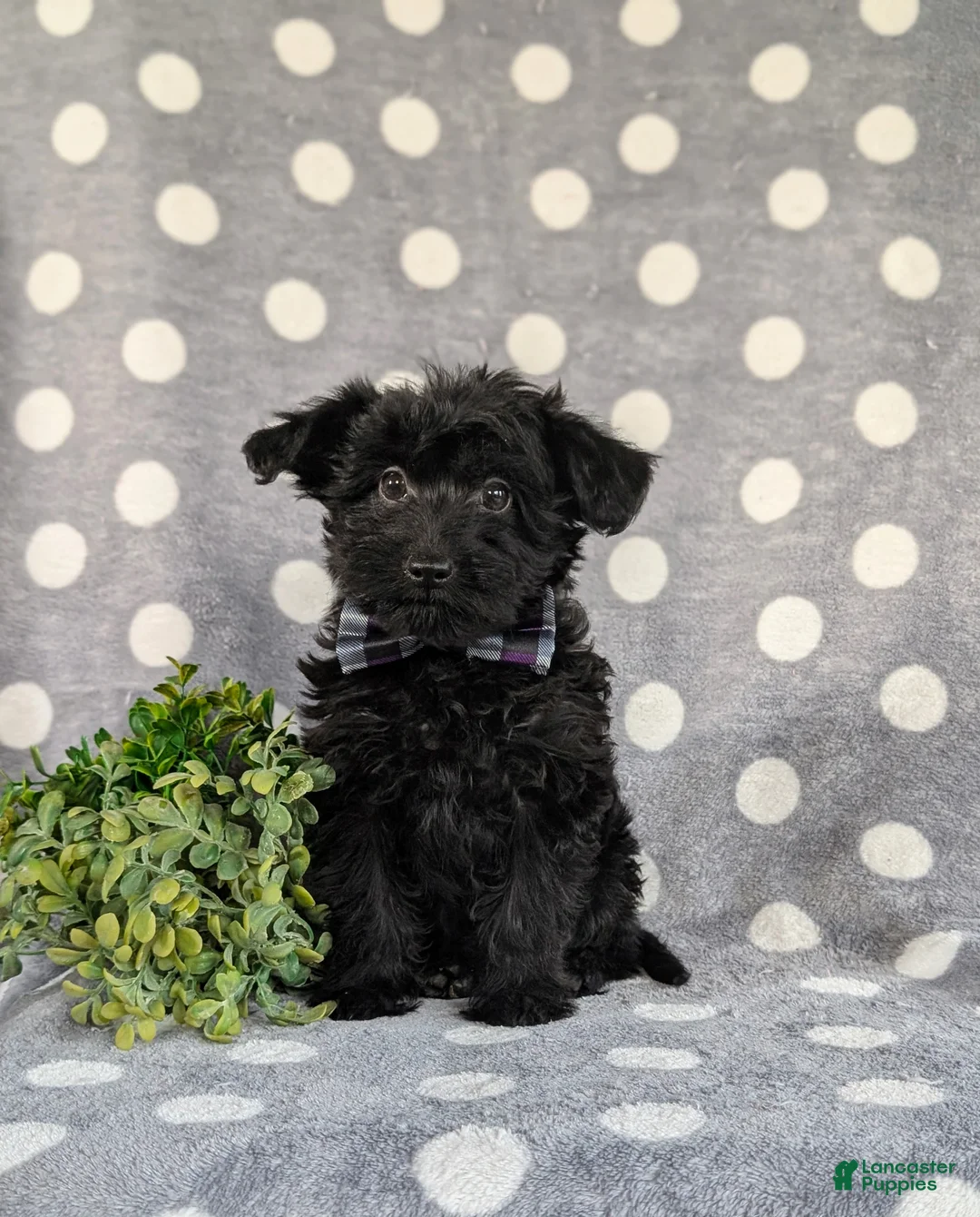 Yorkiepoo dogs for sale: Hugo 6 lbs Full Grown - Ad 1