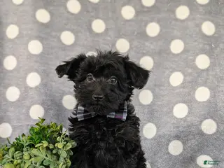 Yorkiepoo dogs for sale: Hugo 6 lbs Full Grown - Ad 1