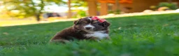Miniature Australian Shepherd dogs for sale: Jinx - Ad 4