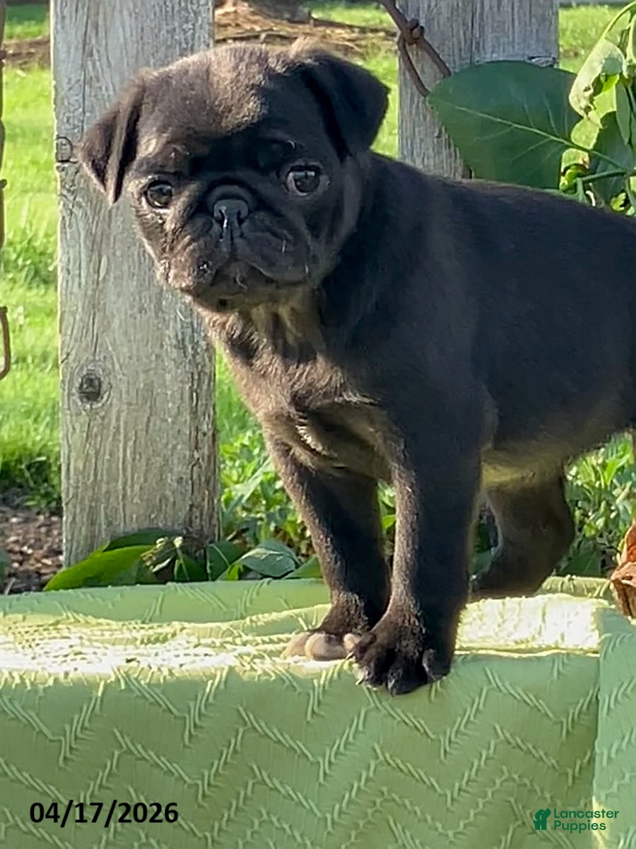 Pug dogs Lilac - Ad 2