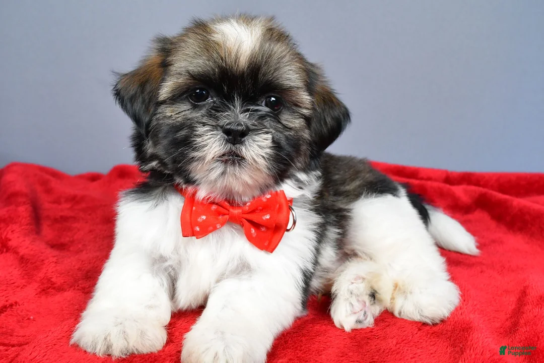 Shih Tzu dogs for sale: Lee - Ad 1