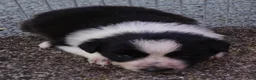 Border Collie dogs for sale: RORY - Ad 12