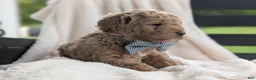Mini Goldendoodle dogs for sale: Buster - Ad 2