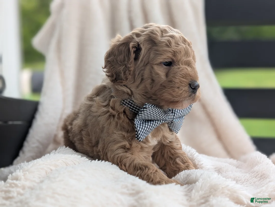Mini Goldendoodle dogs for sale: Buster - Ad 2