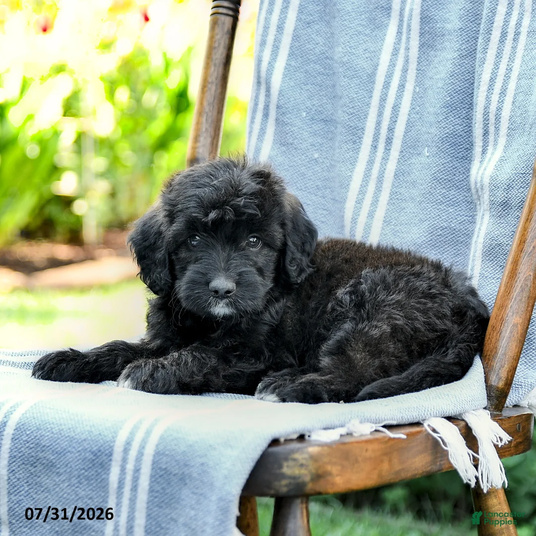 Mini Aussiedoodle dogs for sale: Amir - Ad 2