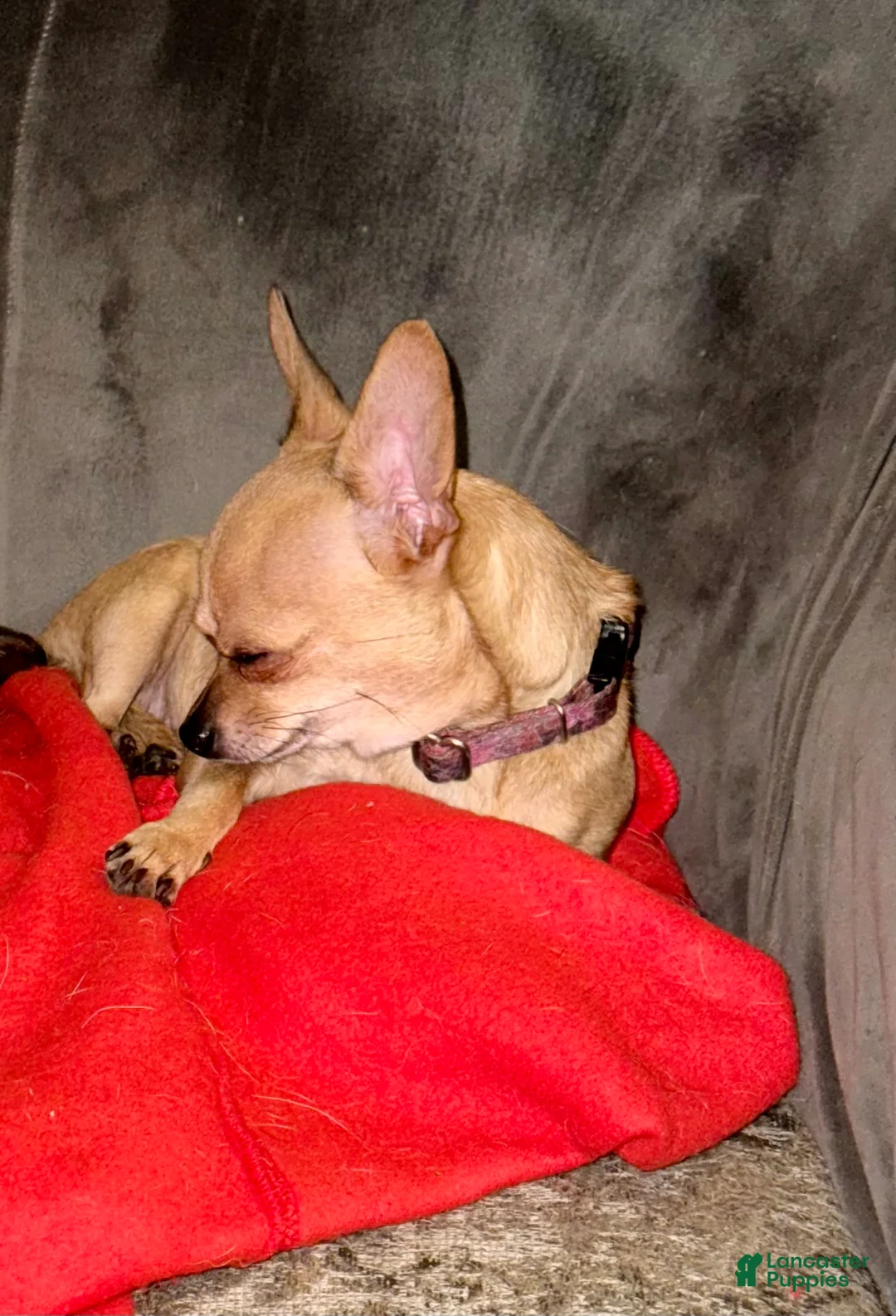 Chihuahua dogs for sale: Clarabelle - Ad 7