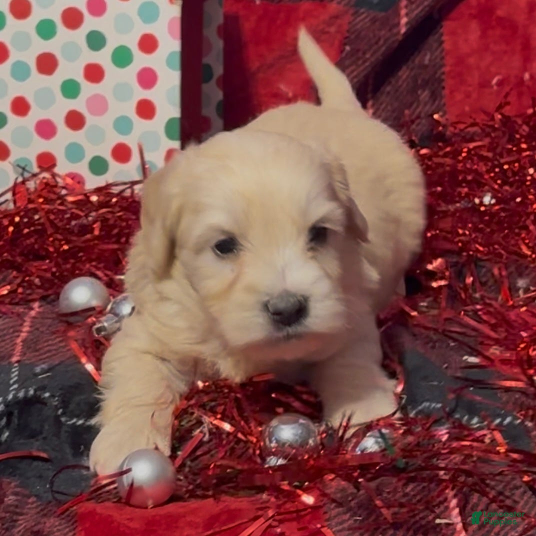 Mini Goldendoodle dogs Hopper - Ad 27