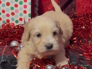 Mini Goldendoodle dogs Hopper - Ad 27