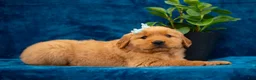 Golden Retriever dogs for sale: Tierra - Ad 9