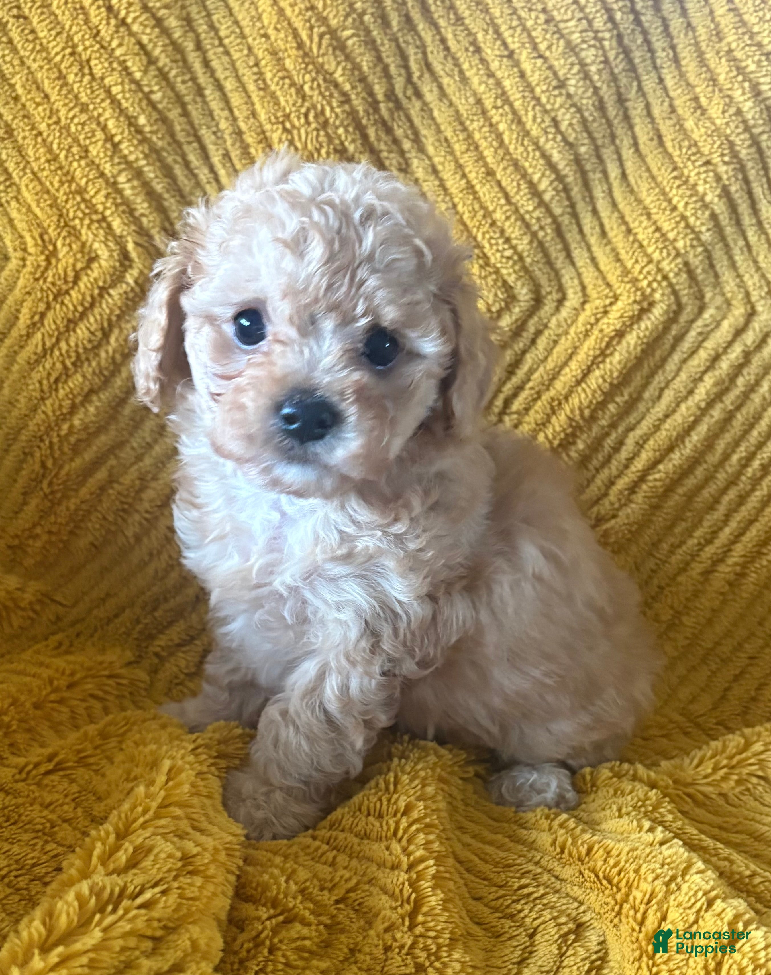 Maltipoo dogs Toffee - Ad 2
