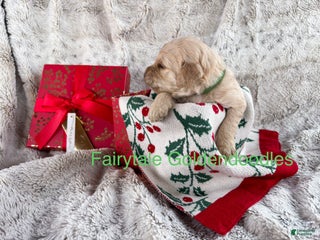 Goldendoodle dogs - Ad 7