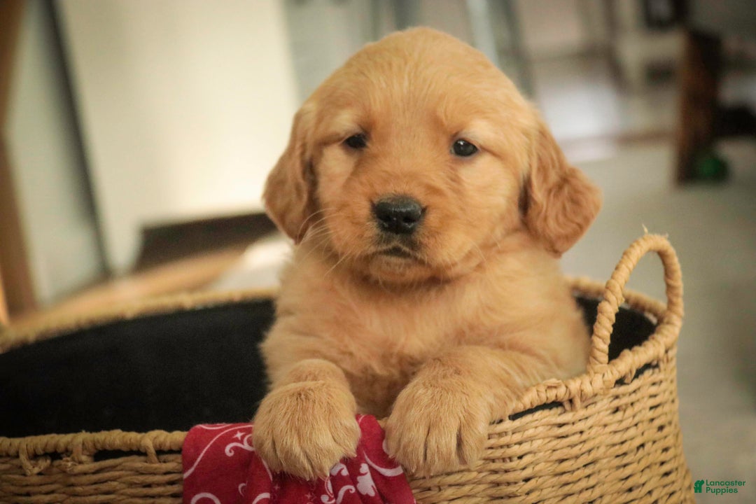 Golden Retriever dogs for sale: Savannah - AKC - Ad 9