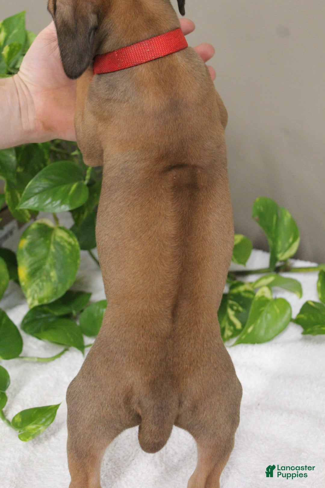 Rhodesian Ridgeback dogs for sale: Bobby - Ad 4