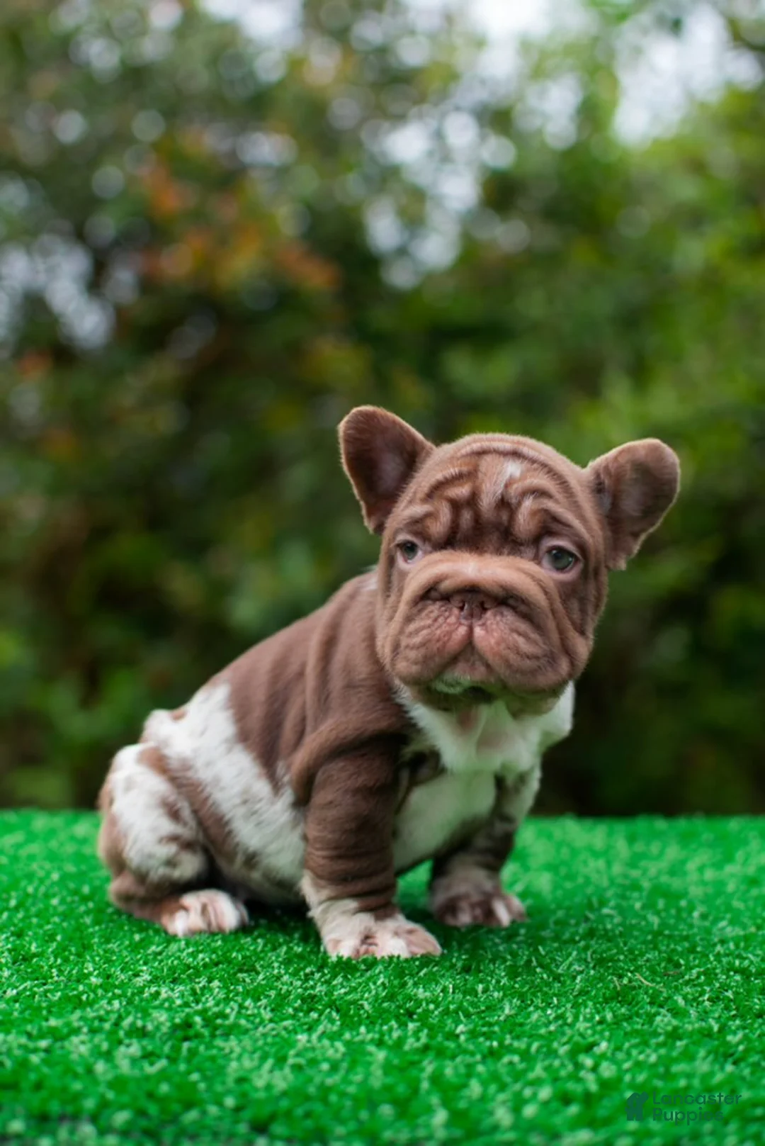French Bulldog dogs for sale: "SKYE" Chocolate Merle Big Rope Fluffy Carrier in California-USA Delivery - Ad 2