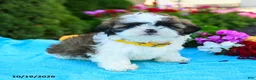 Shih Tzu dogs for sale: Alexa - Ad 5