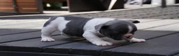 French Bulldog dogs for sale: Blue Moo - Ad 4