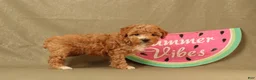 Miniature Poodle dogs for sale: Daisy - Ad 3