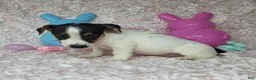 Jack Russell Terrier dogs for sale: Lois CKC Registered  - Ad 2