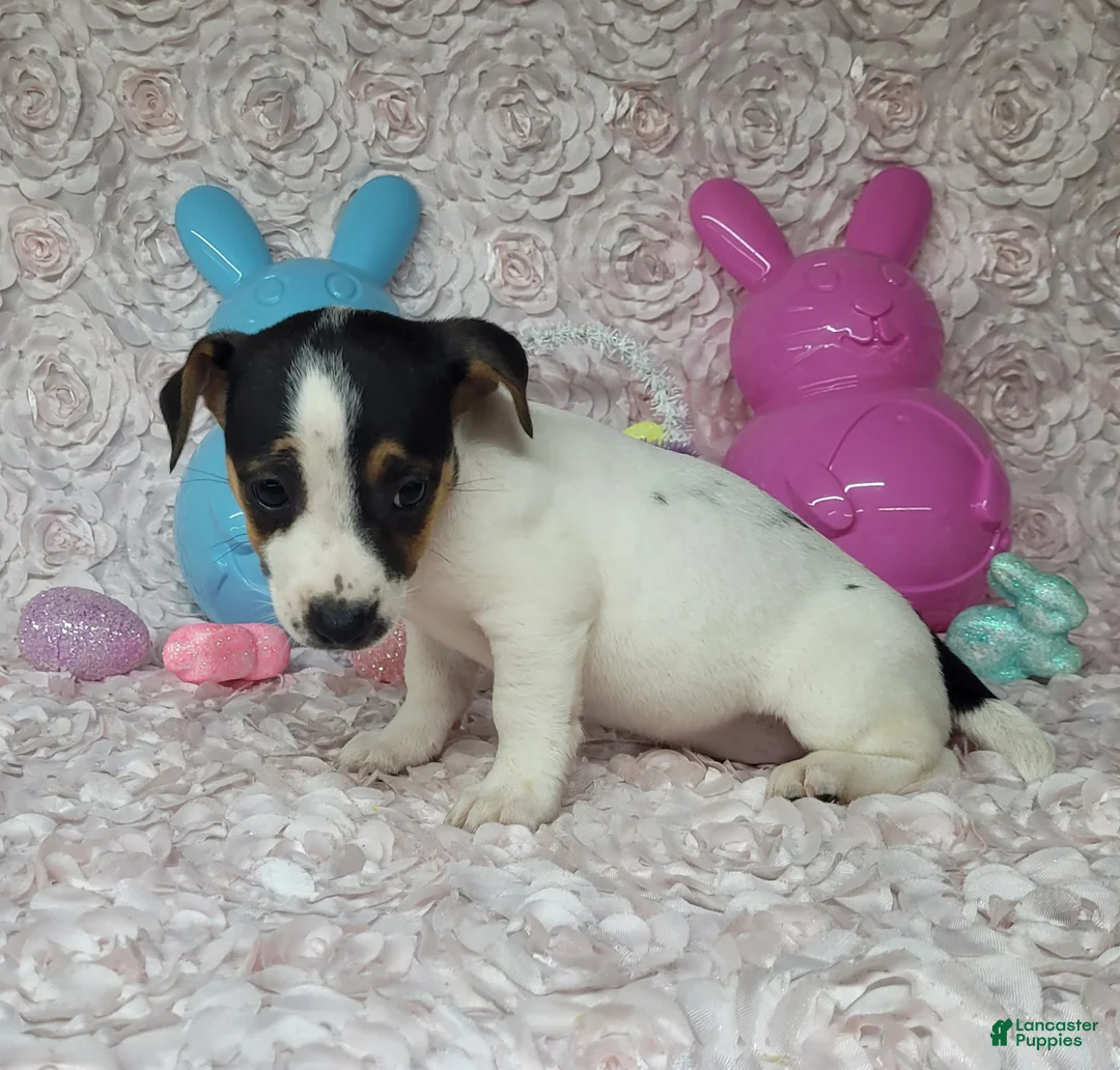 Jack Russell Terrier dogs for sale: Lois CKC Registered  - Ad 2