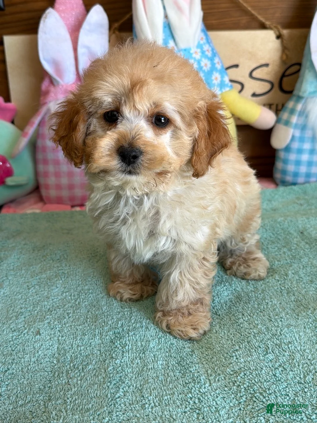 Cockapoo dogs for sale: Trixie - Ad 2